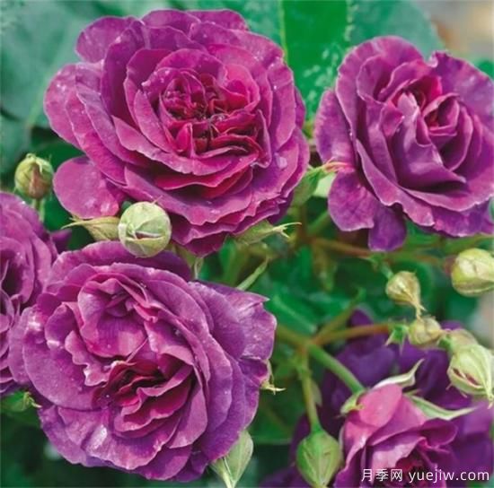 紫色月季花有哪些品種？分享30款紫色月季(圖19)