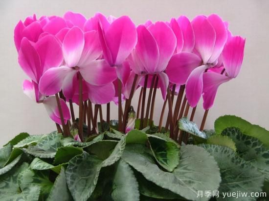 100種常見花卉的栽培大全，送給愛養(yǎng)花的你(圖39)