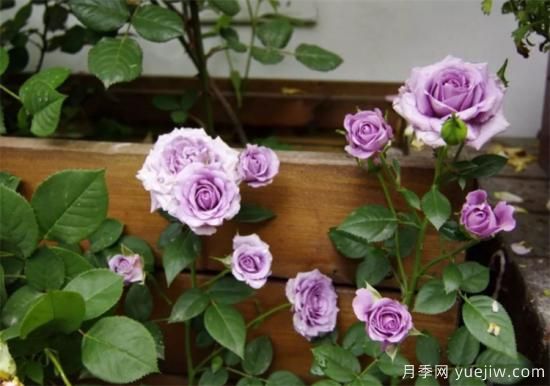 紫色月季花有哪些品種？分享30款紫色月季(圖20)