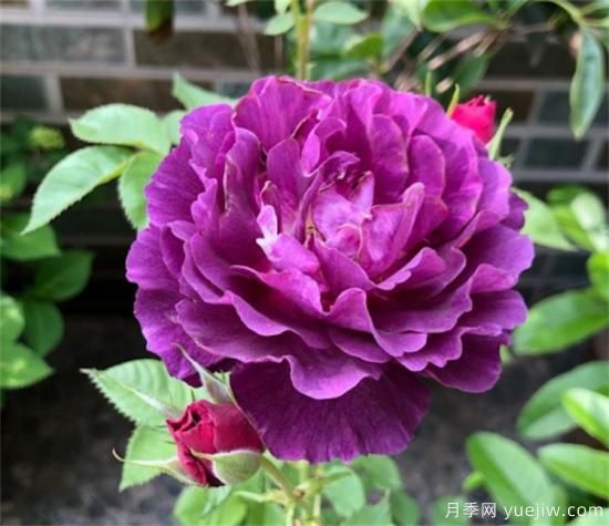 紫色月季花有哪些品種？分享30款紫色月季(圖21)