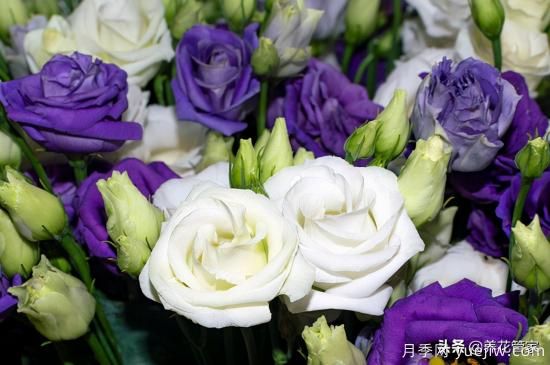 適合秋播花卉的10大品種，明年花開滿陽臺(圖1)