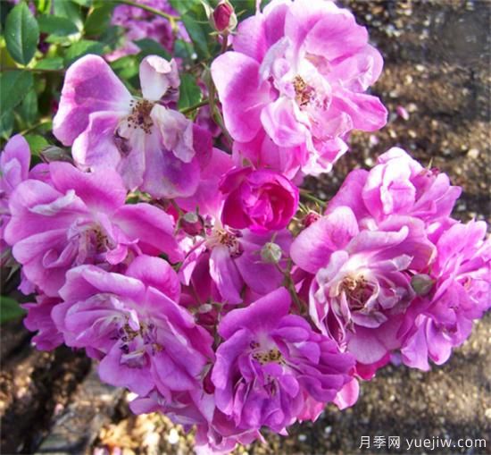 紫色月季花有哪些品種？分享30款紫色月季(圖22)