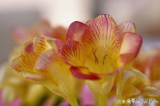 適合秋播花卉的10大品種，明年花開滿陽臺(圖2)