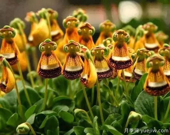 100種常見花卉的栽培大全，送給愛養(yǎng)花的你(圖41)