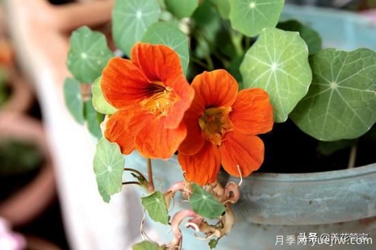 適合秋播花卉的10大品種，明年花開滿陽臺(圖3)