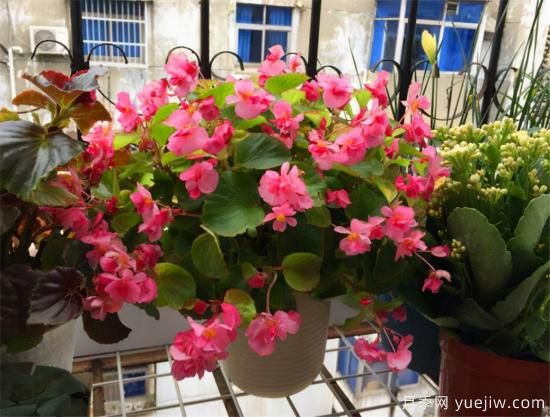 100種常見花卉的栽培大全，送給愛養(yǎng)花的你(圖42)