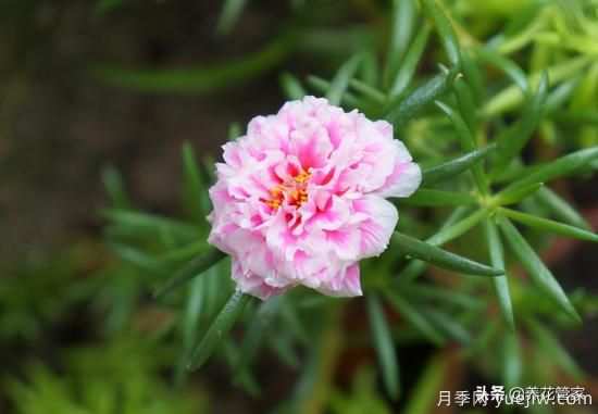 適合秋播花卉的10大品種，明年花開滿陽臺(圖4)