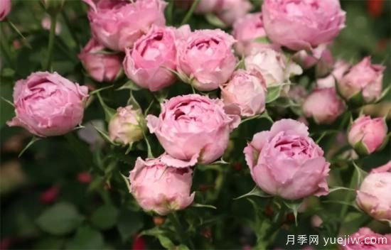 紫色月季花有哪些品種？分享30款紫色月季(圖24)