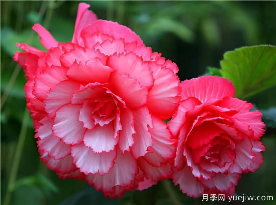 100種常見花卉的栽培大全，送給愛養(yǎng)花的你(圖44)