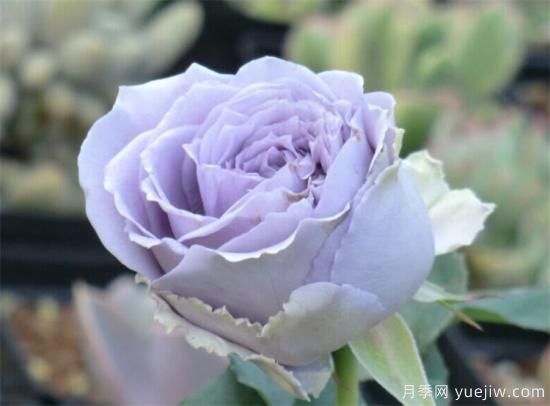 紫色月季花有哪些品種？分享30款紫色月季(圖25)