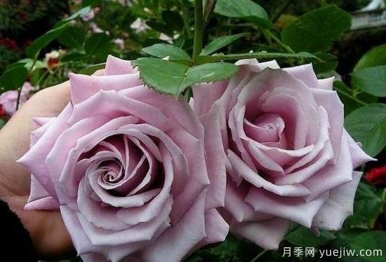 紫色月季花有哪些品種？分享30款紫色月季(圖26)