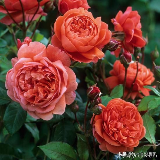 35個(gè)奧斯汀官方推薦的月季品種，抗病強(qiáng)長(zhǎng)勢(shì)好開(kāi)花多花友必選(圖7)