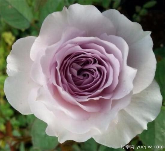 紫色月季花有哪些品種？分享30款紫色月季(圖28)