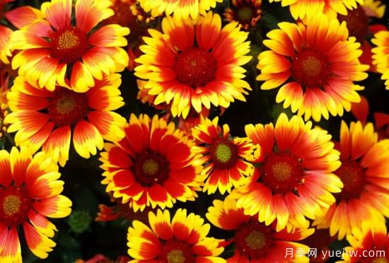 100種常見花卉的栽培大全，送給愛養(yǎng)花的你(圖48)
