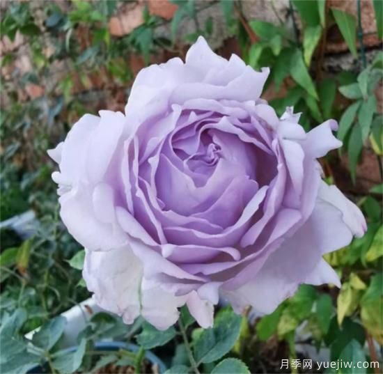 紫色月季花有哪些品種？分享30款紫色月季(圖29)