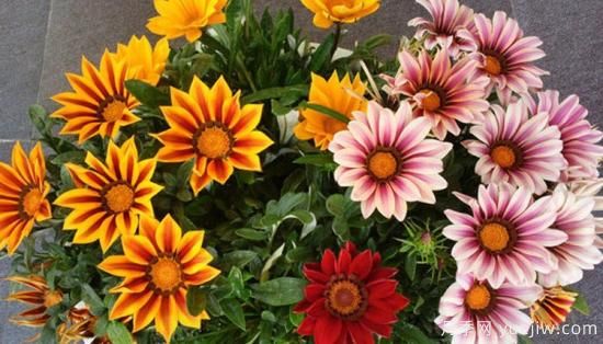 100種常見花卉的栽培大全，送給愛養(yǎng)花的你(圖51)