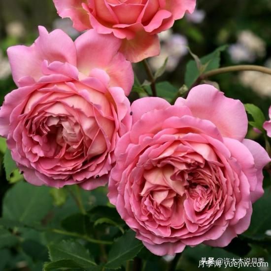 35個(gè)奧斯汀官方推薦的月季品種，抗病強(qiáng)長(zhǎng)勢(shì)好開(kāi)花多花友必選(圖9)