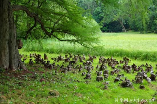 靈性化的林業(yè)，黔東南育林護(hù)林的創(chuàng)意之美(圖4)