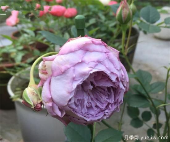 紫色月季花有哪些品種？分享30款紫色月季(圖30)