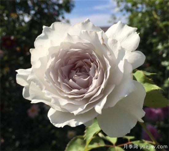 紫色月季花有哪些品種？分享30款紫色月季(圖31)
