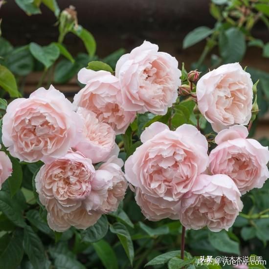 35個(gè)奧斯汀官方推薦的月季品種，抗病強(qiáng)長(zhǎng)勢(shì)好開(kāi)花多花友必選(圖11)