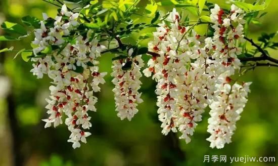 以花命名的農(nóng)歷，中國人對月份的雅稱及別稱(圖4)