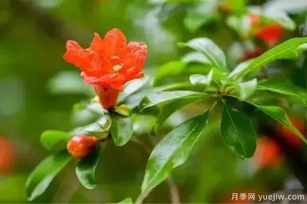 以花命名的農(nóng)歷，中國人對月份的雅稱及別稱(圖5)