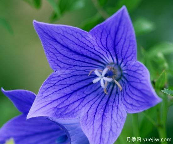 100種常見花卉的栽培大全，送給愛養(yǎng)花的你(圖55)