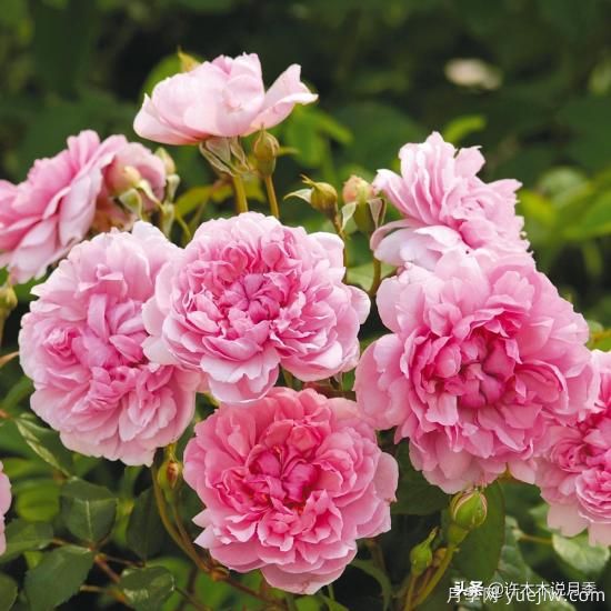35個(gè)奧斯汀官方推薦的月季品種，抗病強(qiáng)長(zhǎng)勢(shì)好開(kāi)花多花友必選(圖12)
