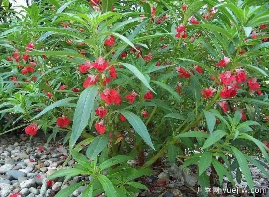 以花命名的農(nóng)歷，中國人對月份的雅稱及別稱(圖7)