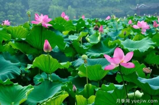 以花命名的農(nóng)歷，中國人對月份的雅稱及別稱(圖6)
