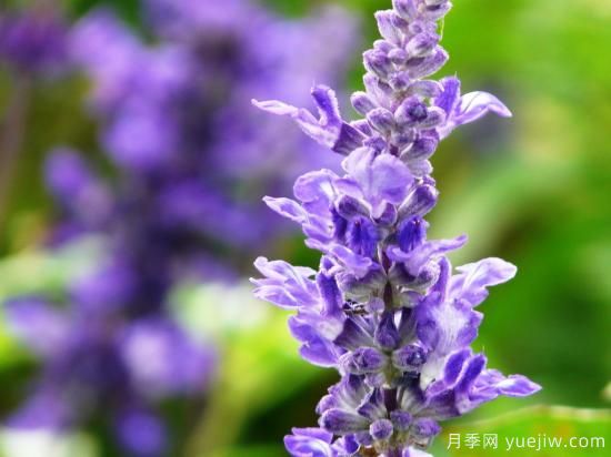 100種常見花卉的栽培大全，送給愛養(yǎng)花的你(圖58)