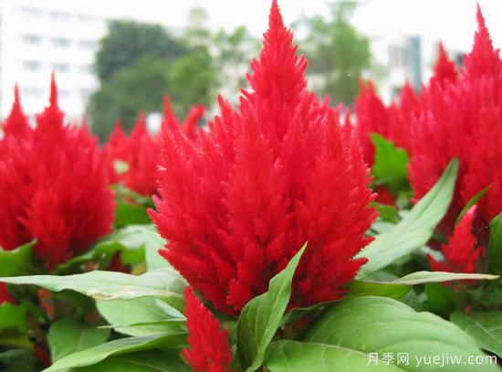 100種常見花卉的栽培大全，送給愛養(yǎng)花的你(圖60)