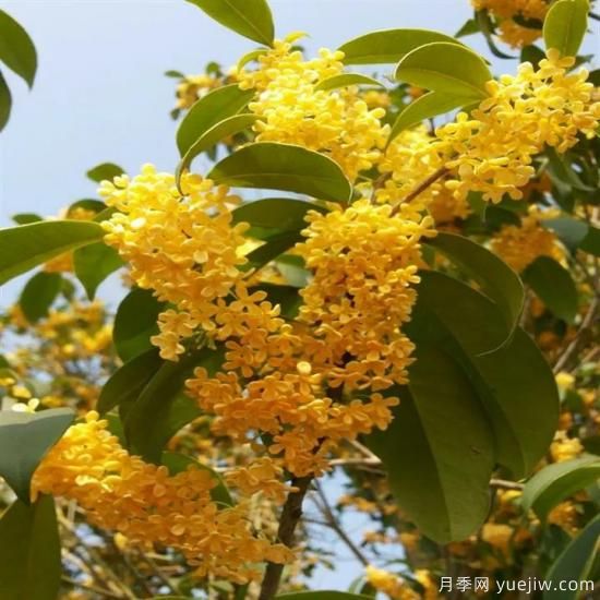 以花命名的農(nóng)歷，中國人對月份的雅稱及別稱(圖8)