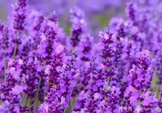 100種常見花卉的栽培大全，送給愛養(yǎng)花的你(圖61)
