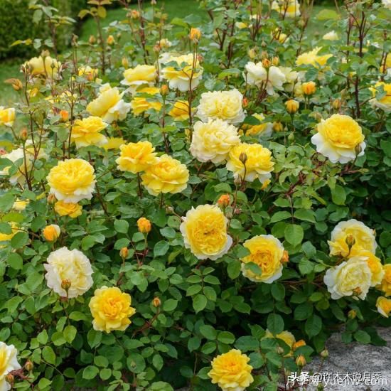 35個(gè)奧斯汀官方推薦的月季品種，抗病強(qiáng)長(zhǎng)勢(shì)好開(kāi)花多花友必選(圖15)