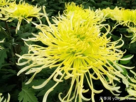 以花命名的農(nóng)歷，中國人對月份的雅稱及別稱(圖9)