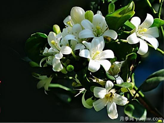 100種常見花卉的栽培大全，送給愛養(yǎng)花的你(圖62)