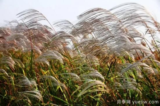 以花命名的農(nóng)歷，中國人對月份的雅稱及別稱(圖11)