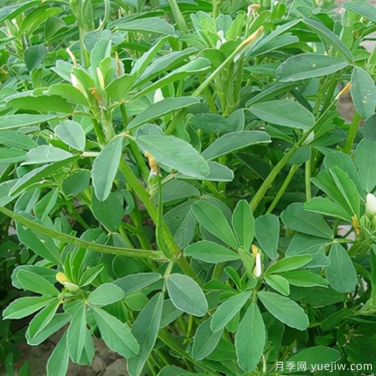 100種常見花卉的栽培大全，送給愛養(yǎng)花的你(圖64)