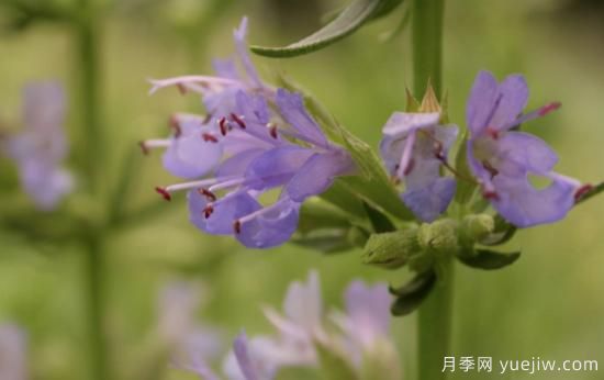 100種常見花卉的栽培大全，送給愛養(yǎng)花的你(圖65)