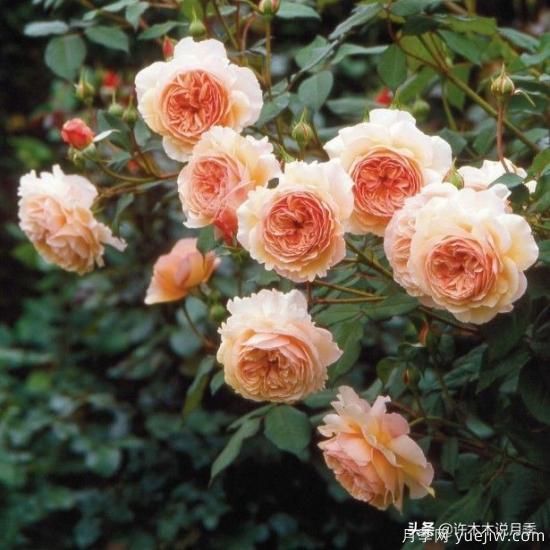 35個(gè)奧斯汀官方推薦的月季品種，抗病強(qiáng)長(zhǎng)勢(shì)好開(kāi)花多花友必選(圖19)