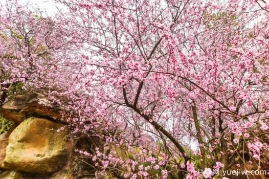 以花命名的農(nóng)歷，中國人對月份的雅稱及別稱(圖13)