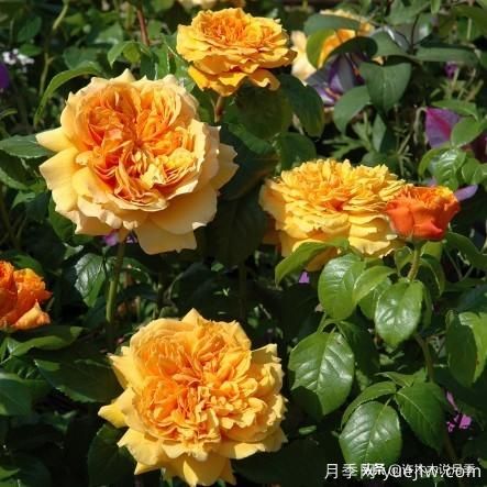 35個(gè)奧斯汀官方推薦的月季品種，抗病強(qiáng)長(zhǎng)勢(shì)好開(kāi)花多花友必選(圖21)