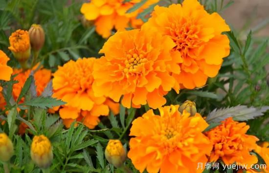 100種常見花卉的栽培大全，送給愛養(yǎng)花的你(圖67)