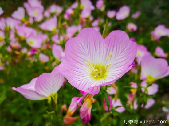 100種常見花卉的栽培大全，送給愛養(yǎng)花的你(圖68)