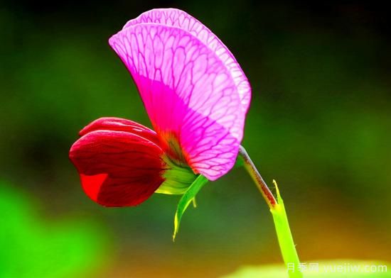 100種常見花卉的栽培大全，送給愛養(yǎng)花的你(圖69)