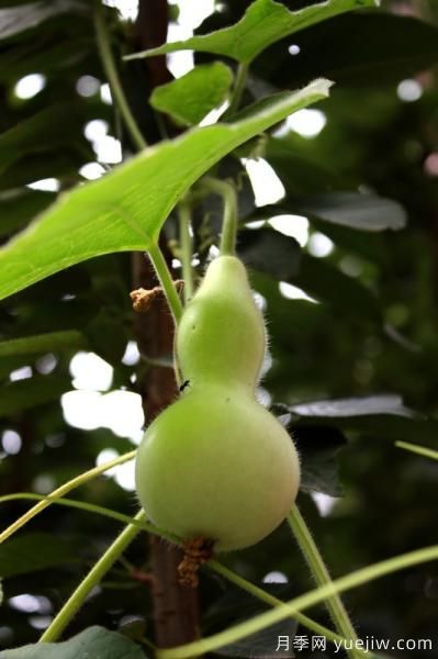 100種常見花卉的栽培大全，送給愛養(yǎng)花的你(圖70)