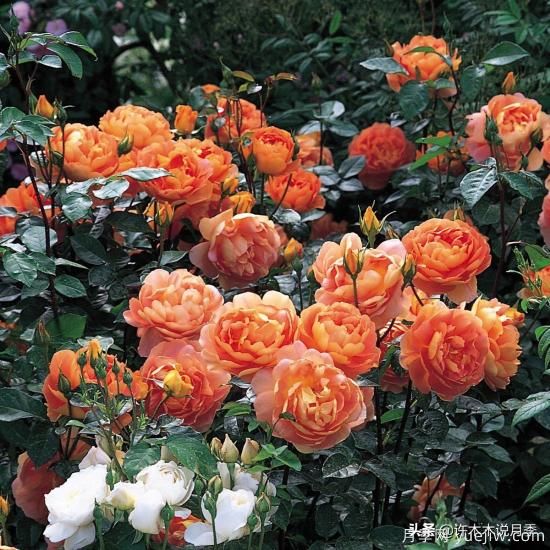 35個(gè)奧斯汀官方推薦的月季品種，抗病強(qiáng)長(zhǎng)勢(shì)好開(kāi)花多花友必選(圖23)