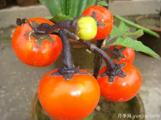 100種常見花卉的栽培大全，送給愛養(yǎng)花的你(圖73)
